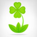 Green cloverleaf plant isolated on white Royalty Free Stock Photo