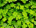 Green clovers leaf Royalty Free Stock Photo