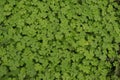 Green clovers leaf closeup background Royalty Free Stock Photo