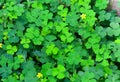 Green clovers leaf with little yellow flower Royalty Free Stock Photo