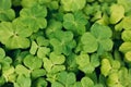 Green clovers leaf, nature background. Large green clover field in forest Royalty Free Stock Photo