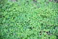 Green clovers leaf. Weed. Background textures. Royalty Free Stock Photo