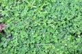 Green clovers leaf. Weed. Background textures. Royalty Free Stock Photo