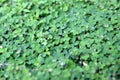 Green clovers leaf. Weed. Background textures. Royalty Free Stock Photo