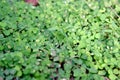 Green clovers leaf. Weed. Background textures. Royalty Free Stock Photo