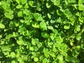 Green clovers texture