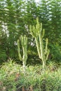 Green clump of aloe vera and cacti. Arborescent aloe decorate garden in very natural way in pair with large cactuses