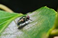 Green cluster fly