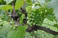 Green cluster of grapes in july