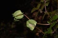 Green Cobaea buds on dark background. Plant before flowering