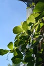 Green cobaea leaves on the background of blue sky. Balcony greening