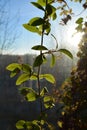 Green cobaea leaves are backlit by the sun on the background of window