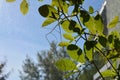 Green cobaea leaves near the window in small garden on the balcony