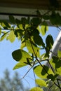 Green cobaea leaves near the window in small urban garden on the balcony