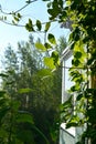 Green cobaea leaves near the window in small urban garden on the balcony. Home greening by climbing plants