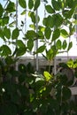 Green cobaea in vertical greening of small urban garden on the balcony