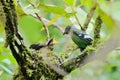 Green Cochoa ,Bird nesting on tree as bird background Royalty Free Stock Photo