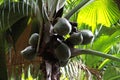 Green coco de mer coconuts on a palm tree