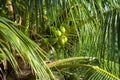 Green coco nuts growing on a palm Royalty Free Stock Photo