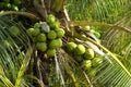 Green coco nuts growing on a palm Royalty Free Stock Photo