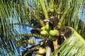 Green coco nuts growing on a palm Royalty Free Stock Photo