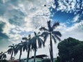 Green coco nuts tree with blue sky Photography By Apoorve Verma