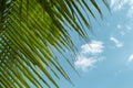 Green coco palm leaf on blue sky background. Relaxing tropical detail toned photo. Exotic place for vacation. Royalty Free Stock Photo