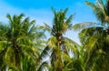 Green coco palm leaves on blue sky background. Coco palms and blue sky photo with sun flare