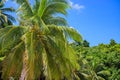 Green coco palm trees on blue sky background. Tropical island view. Green jungle forest optimistic landscape