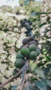 Green Cocoa Beans in Jamaica