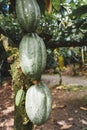 Green cocoa beans pod on the tree in Costa Rica Royalty Free Stock Photo