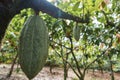 Green cocoa beans pod on the tree in Costa Rica Royalty Free Stock Photo