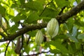 Green cocoa beans on the tree in Indonesia