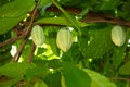 Green Cocoa pods grow on tree. ( Theobroma cacao