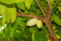 Green Cocoa pods grow on tree. ( Theobroma cacao