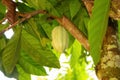 Green Cocoa pods grow on tree. ( Theobroma cacao
