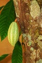 Green Cocoa pods grow on tree. ( Theobroma cacao