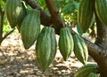 Green Cocoa pods grow on trees. The cocoa tree, cacao with fruits, Raw cocoa cacao tree