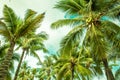 Green coconat palm trees against the teal sky