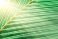 Green cocont leaves texture in sunrise abstract spring ,summer