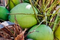 Green coconut balls on a coconut palm tree