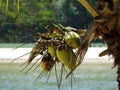 Green coconut bunch and palmtree at the beach Royalty Free Stock Photo