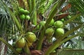 Green coconut bunches