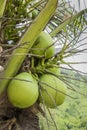 Green coconut cluster