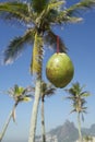 Green Coconut Falling Ipanema Beach Rio Brazil