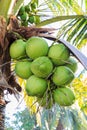 Green,coconut Royalty Free Stock Photo