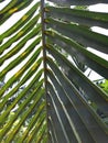 The Green Coconut Fruit Leaf Royalty Free Stock Photo