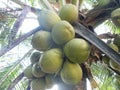 Green coconut fruits and tree