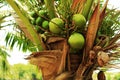 Green coconut fruits on tree 4