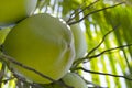 Green coconut growing on palm tree. Coconut in sunlight. Coco nut palm tree. Royalty Free Stock Photo